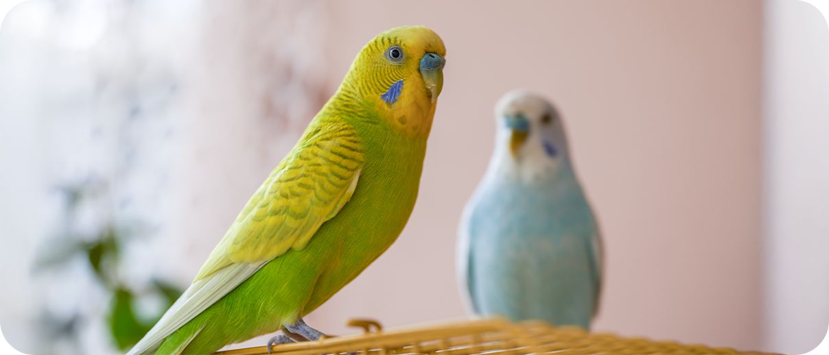 A yellow and green parakeet with a blue and white parakeet