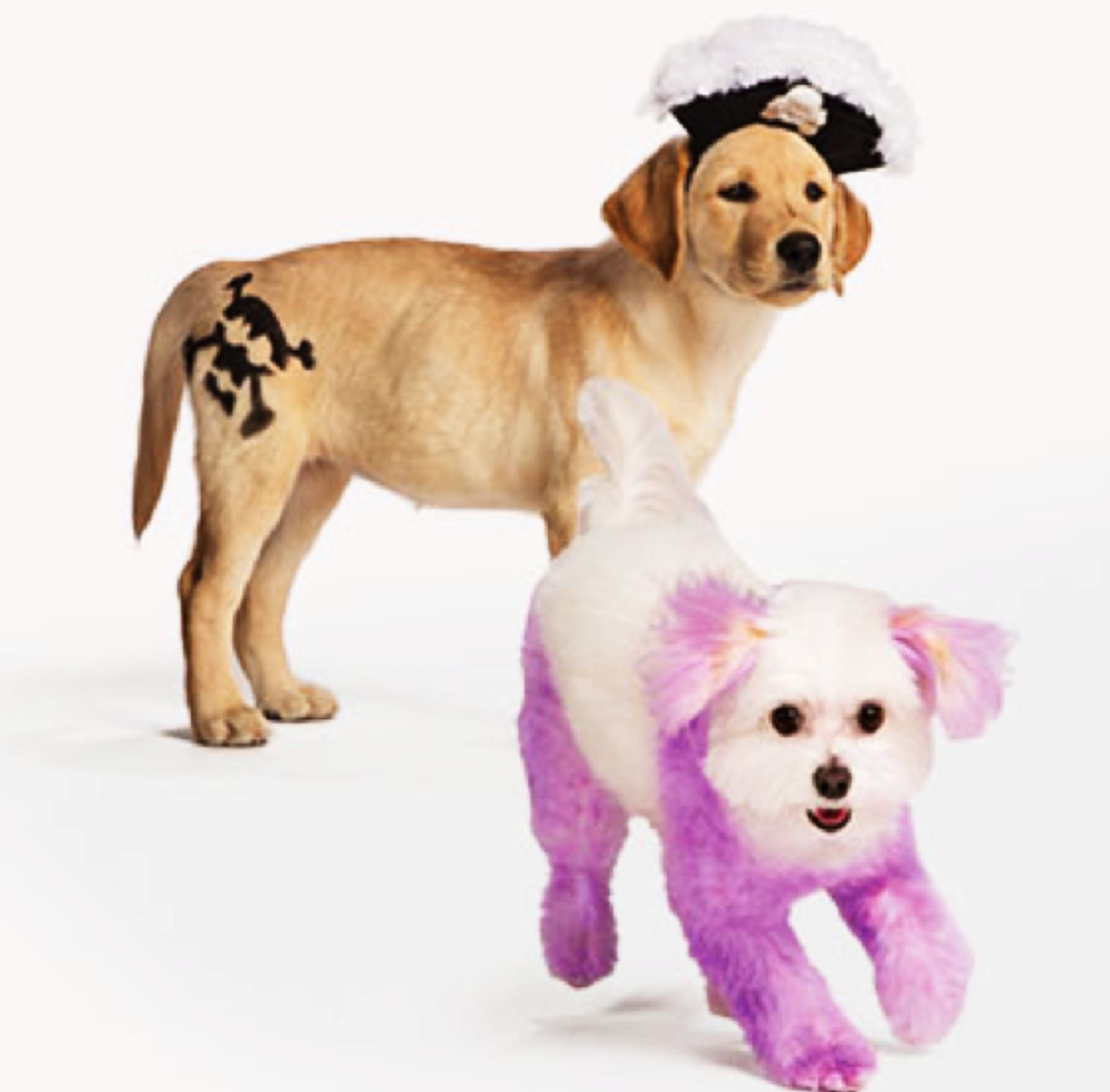 Petsmart pet expressions  Petsmart dog, Small dog clothes, Dog