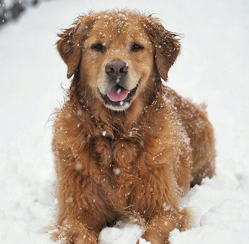 Cold medicine for outlet dogs petsmart