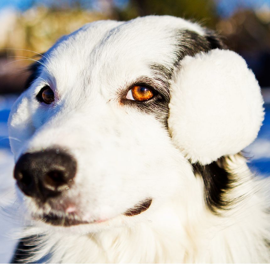 Dog leg warmers outlet petsmart