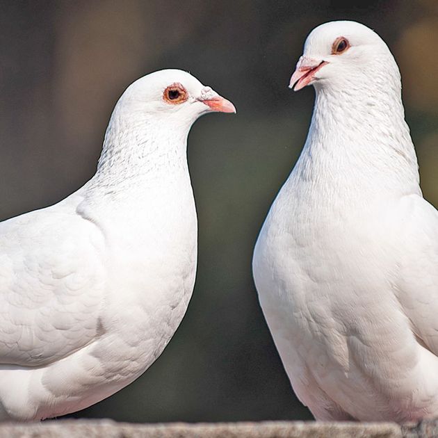 Pet Doves: Species Care & Info | PetSmart