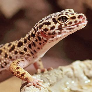 Leopard Gecko Supplies & Tank Accessories | PetSmart