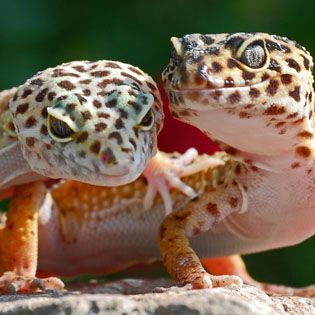 leopard gecko supplies