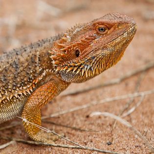 petsmart bearded dragon cage