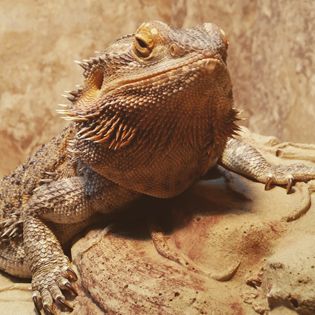 petsmart bearded dragon cage