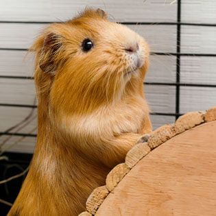 PetSmart has an adorable line of guinea pig Halloween costumes