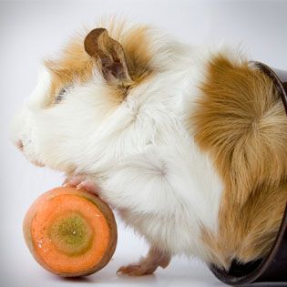 guinea pig cost petsmart