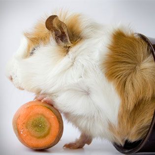 Guinea pig food bowl petsmart best sale