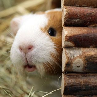 Guinea Pig Supplies, Accessories & Toys