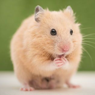hamster items
