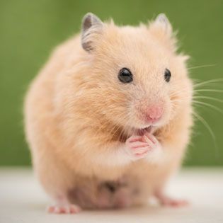 Gerbil store toys petsmart