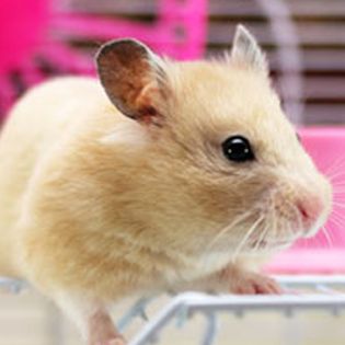 hamsters at petsmart