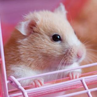 hamsters at petsmart