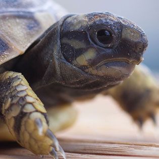 petsmart sell turtles