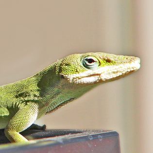 Reptile Care: Keeping Pet Lizards, Snakes & Frogs | PetSmart