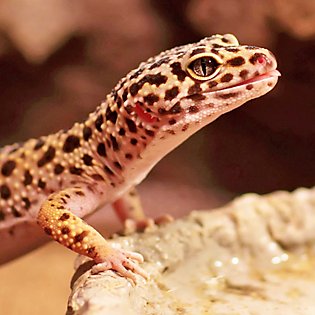 43 Best Images Dragon Fish Petsmart : National Geographic™ Sanctuary Reptile Terrarium | reptile ...