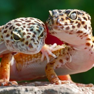 Reptile Care: Keeping Pet Lizards, Snakes & Frogs | PetSmart