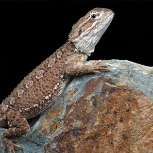 lizards for sale at petsmart