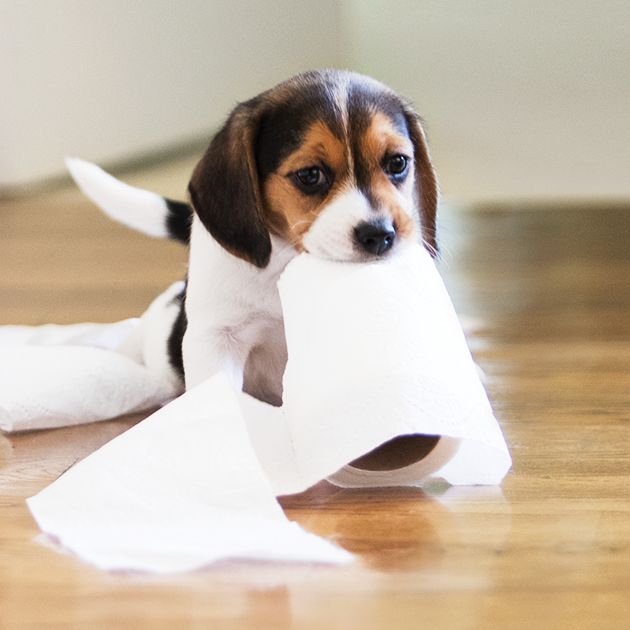 new puppy checklist petsmart