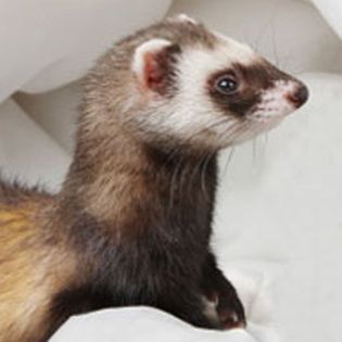 petsmart ferret