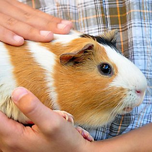 What you’ll need for your guinea pig’s home