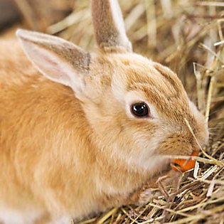 What you’ll need for your rabbit’s home