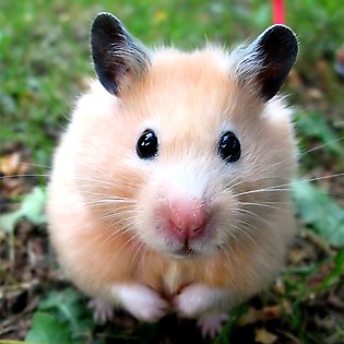 What you’ll need for your hamster’s home