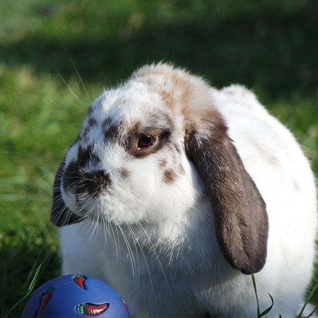 Pet 2025 bunny petsmart