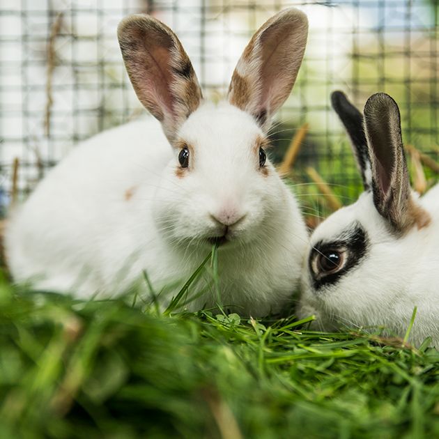 Set up your rabbit’s home