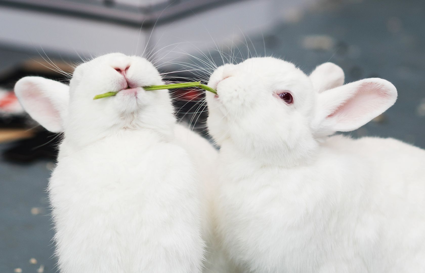 Petsmart best sale baby bunnies