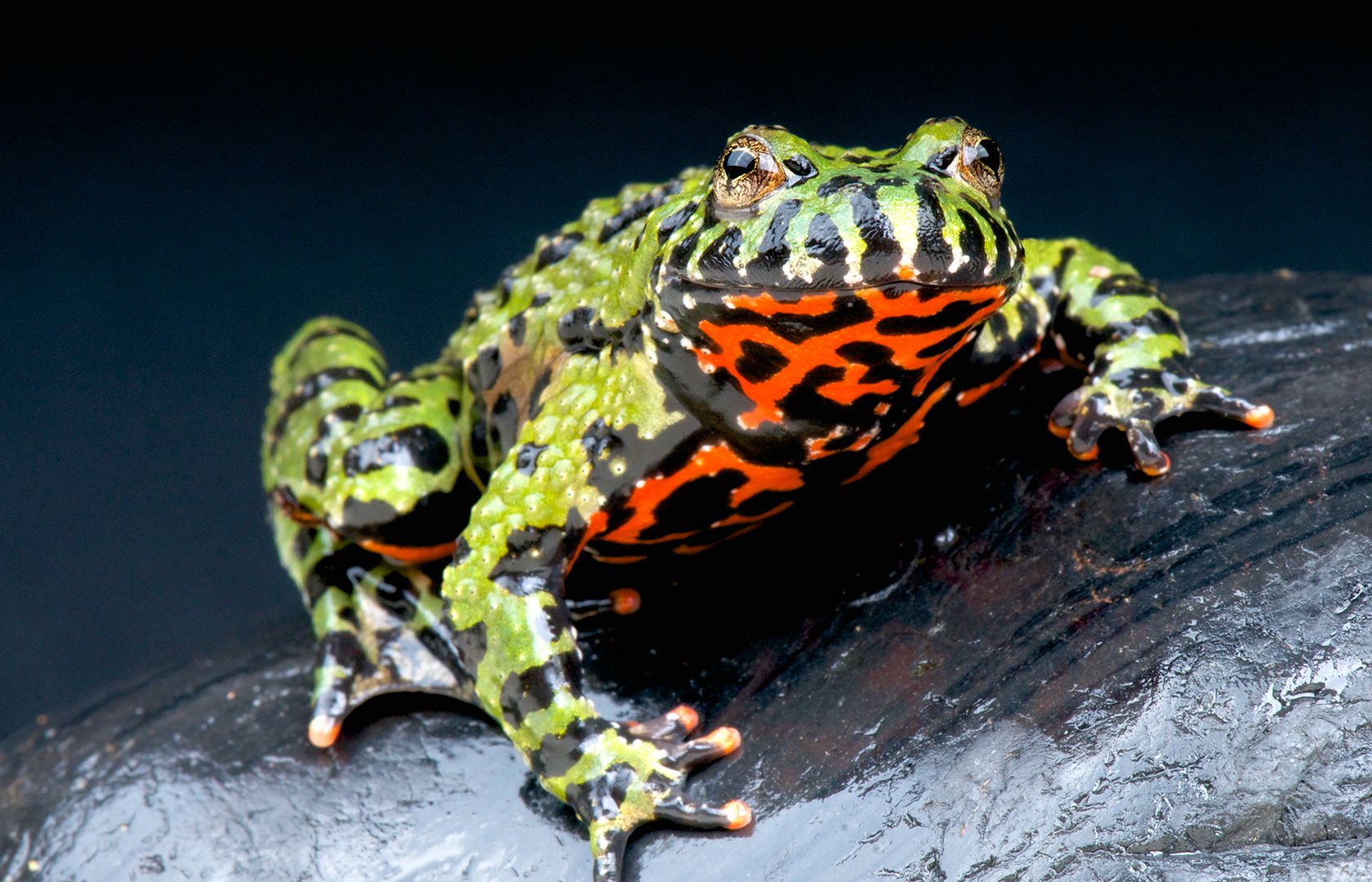 feeding pet toads