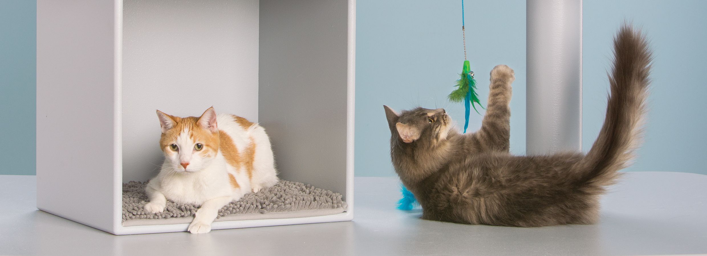 petsmart cat grooming cost