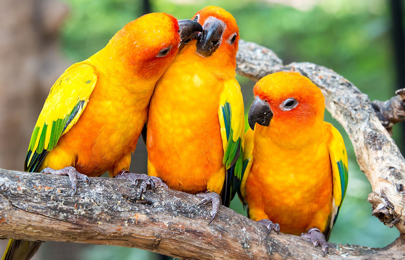 Bird store heater petsmart