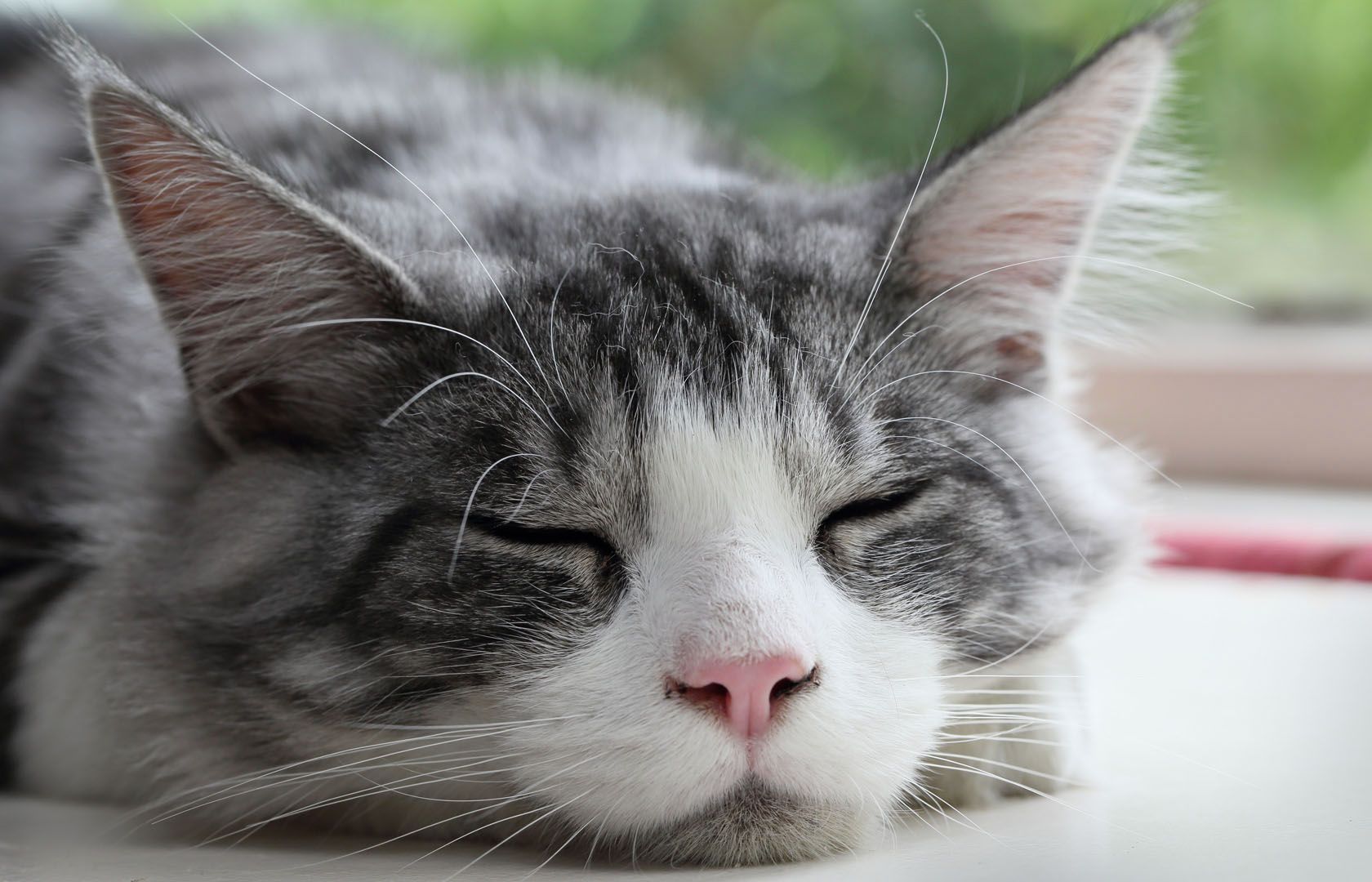 Petsmart hotsell cat anxiety