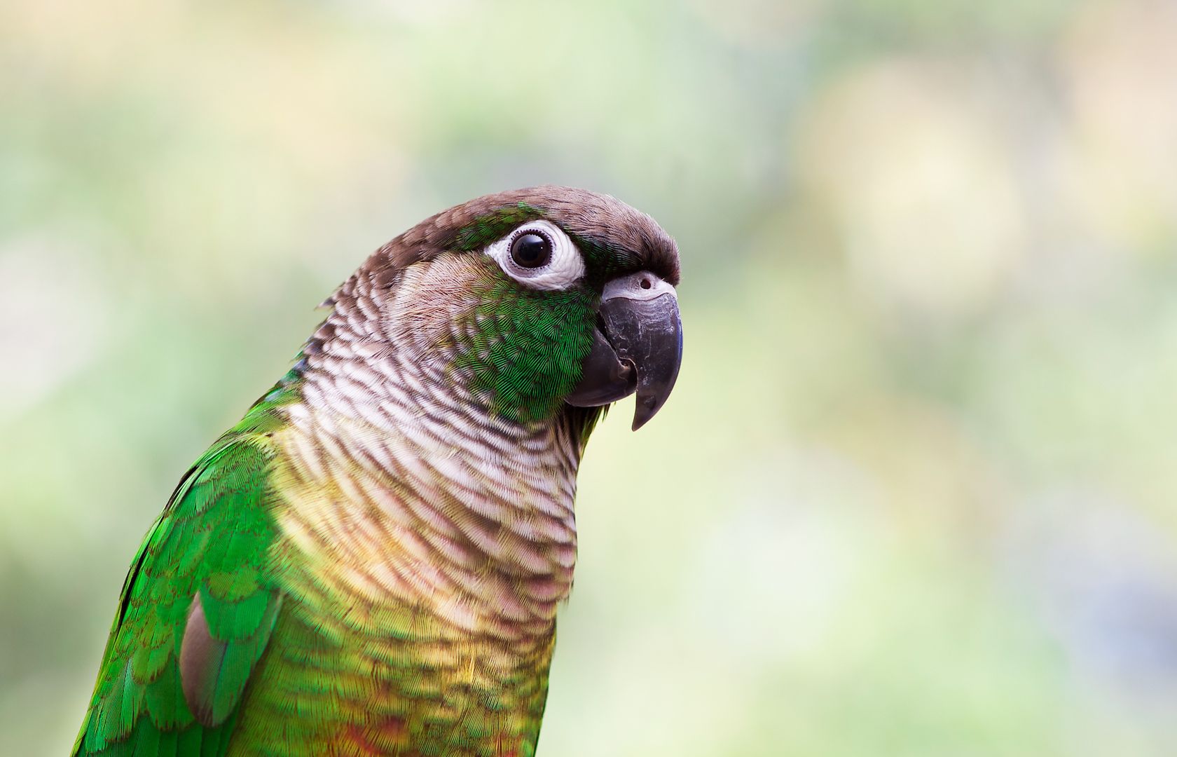 bird harness petsmart