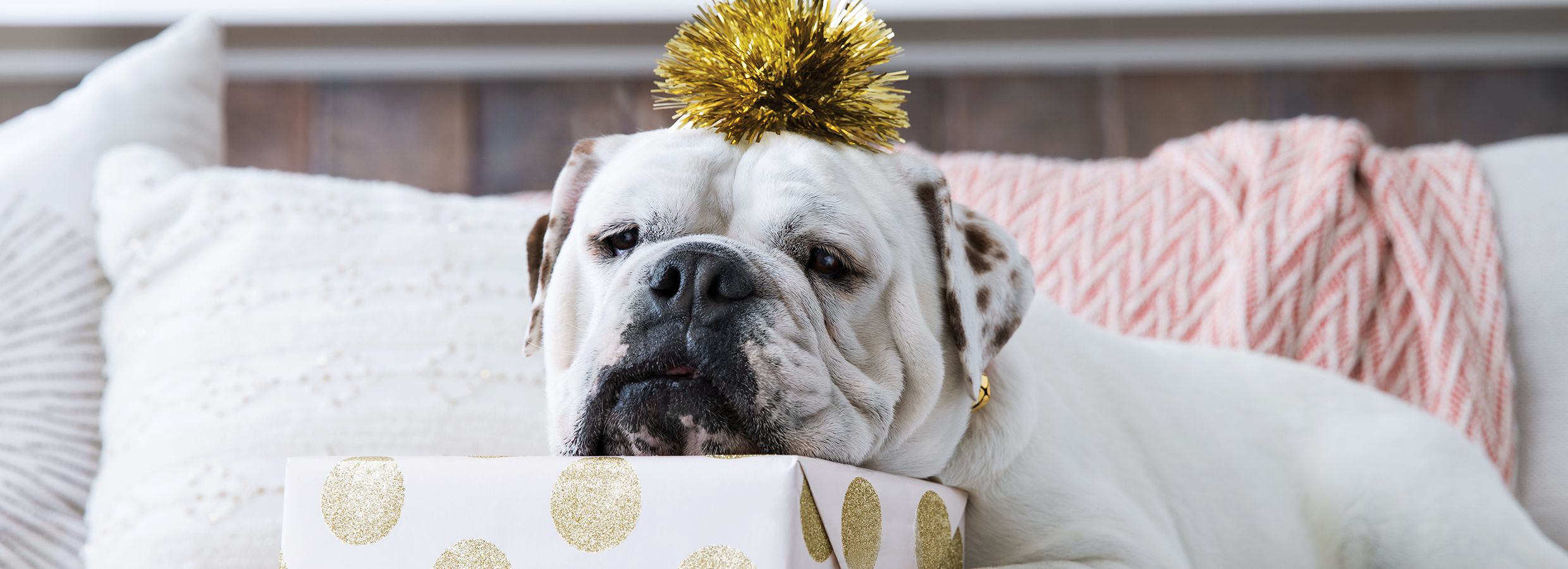 Do You Buy Your Dog Holiday Gifts? - Vetstreet