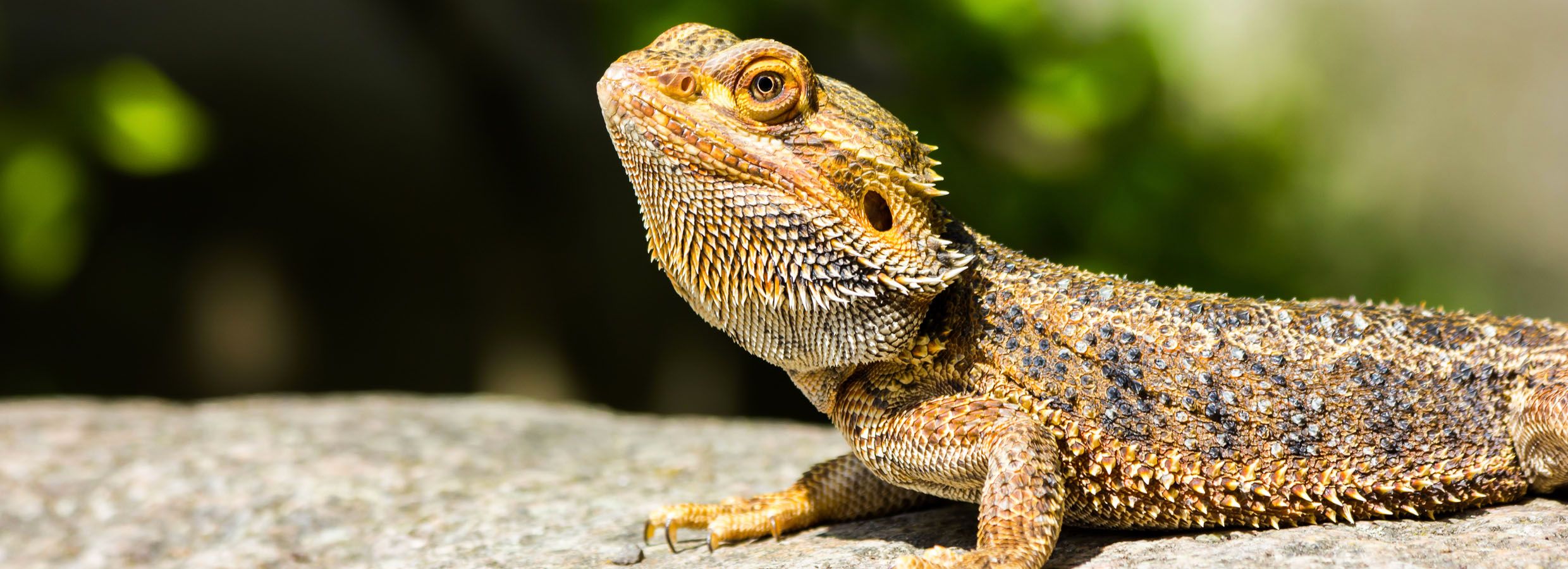 Bearded Dragon Lizard