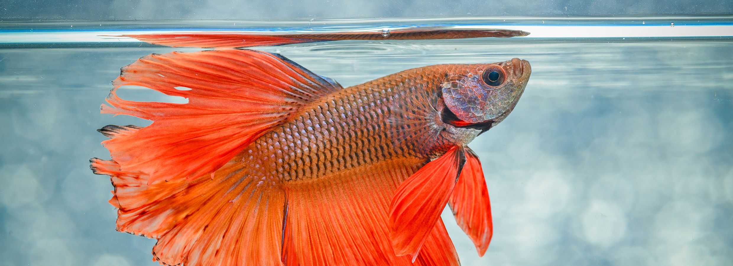 Taking care of a shop betta fish in a bowl