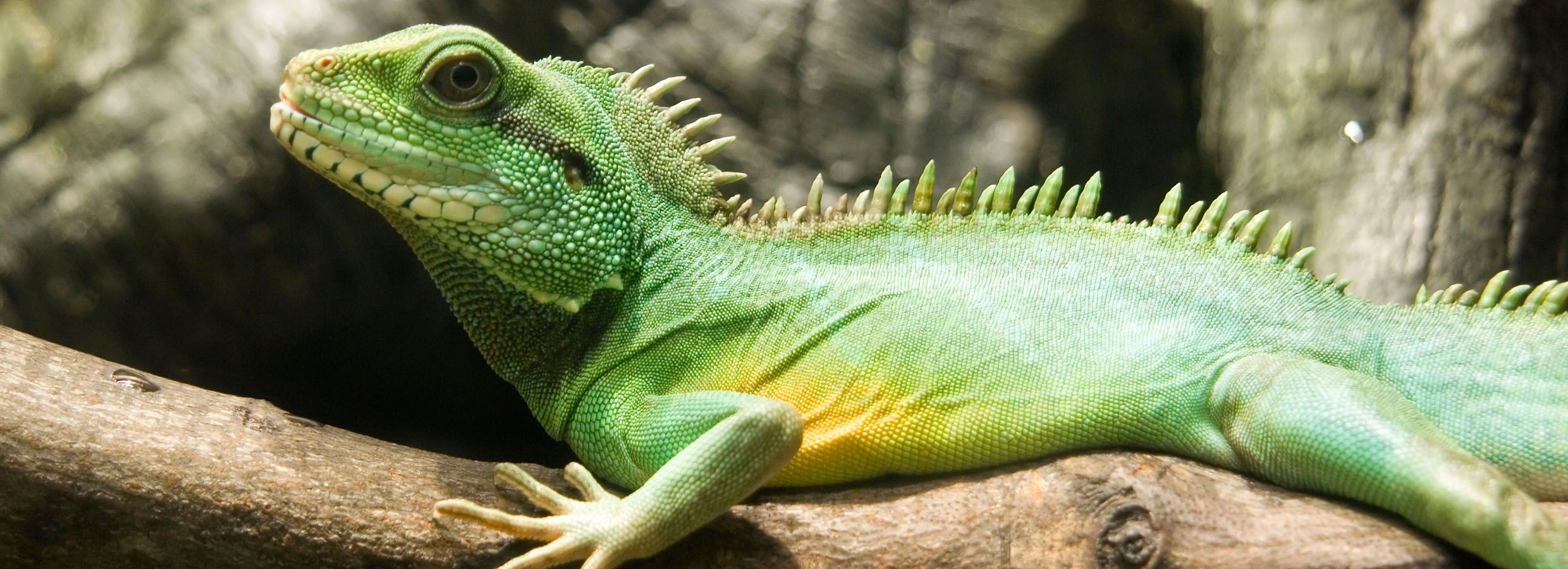 awesome water dragons