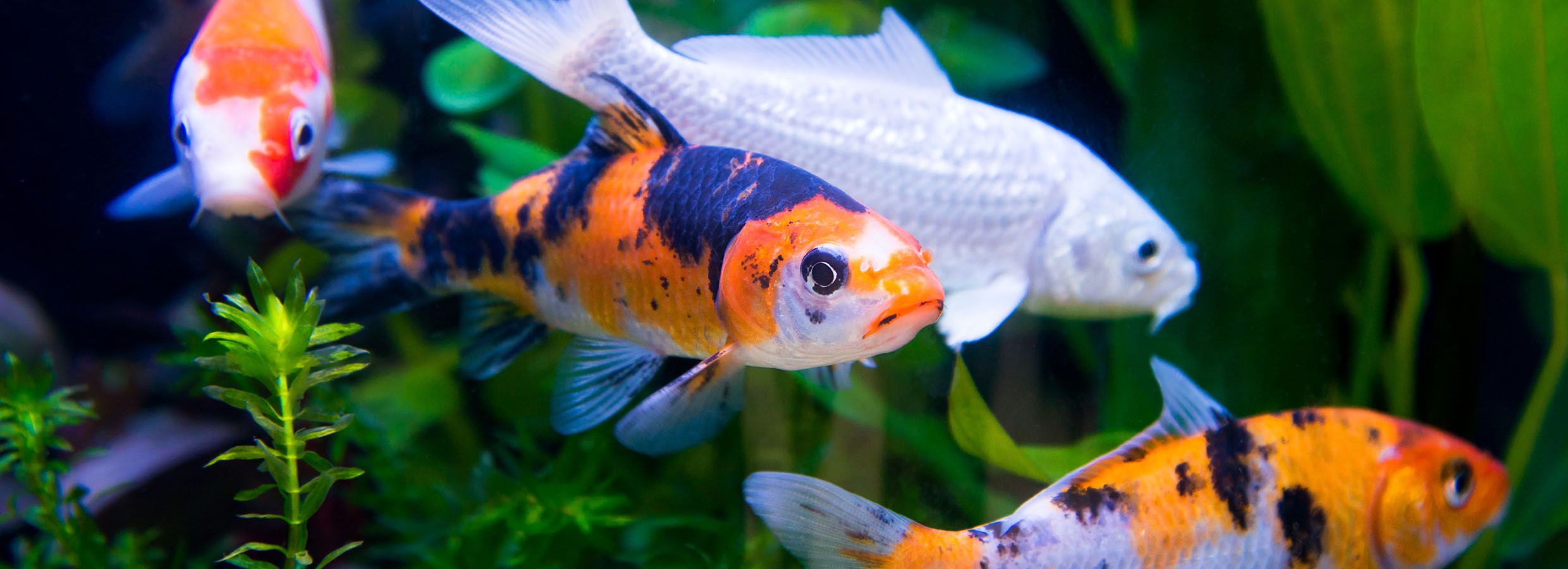 Koi Fish Care & Pond Guide