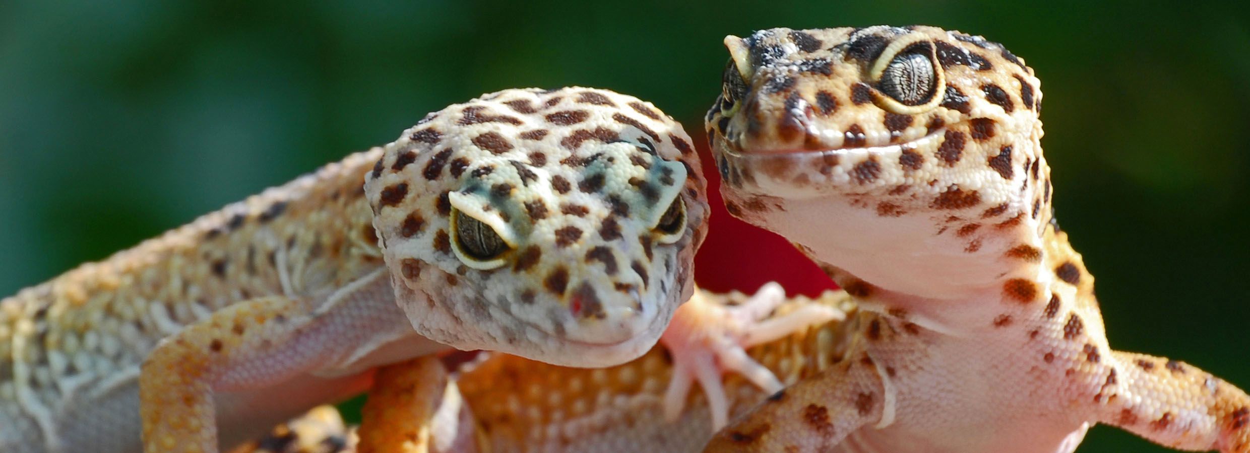 leopard gecko setup