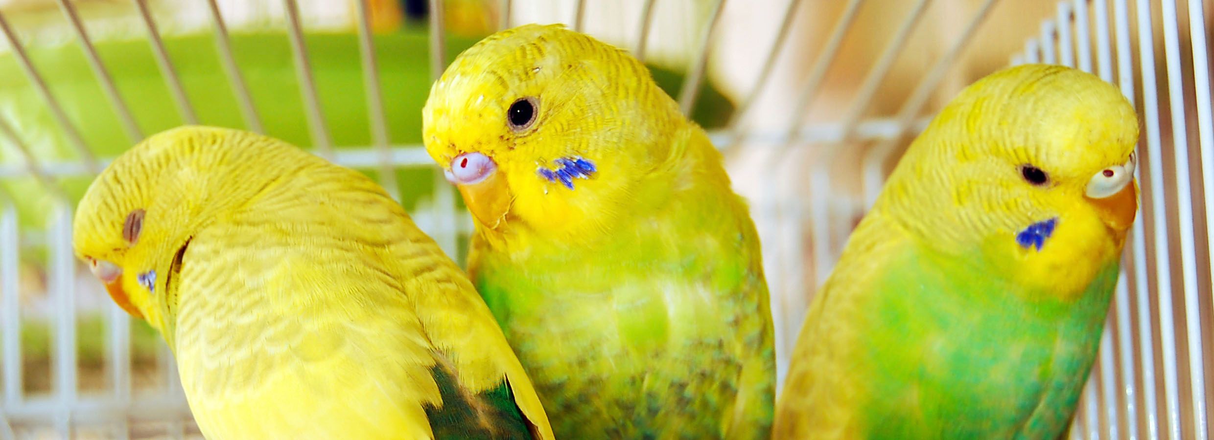 yellow green parakeet playing with toy
