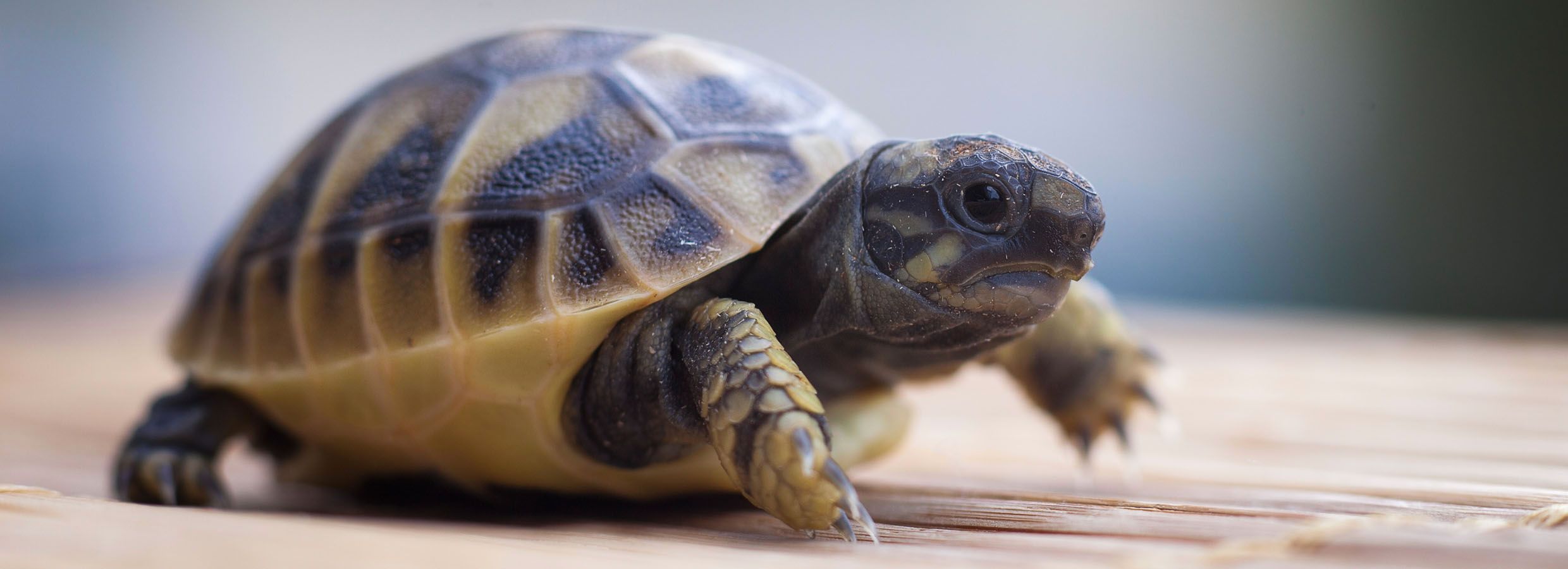 Tortoises as Pets: Care & Information