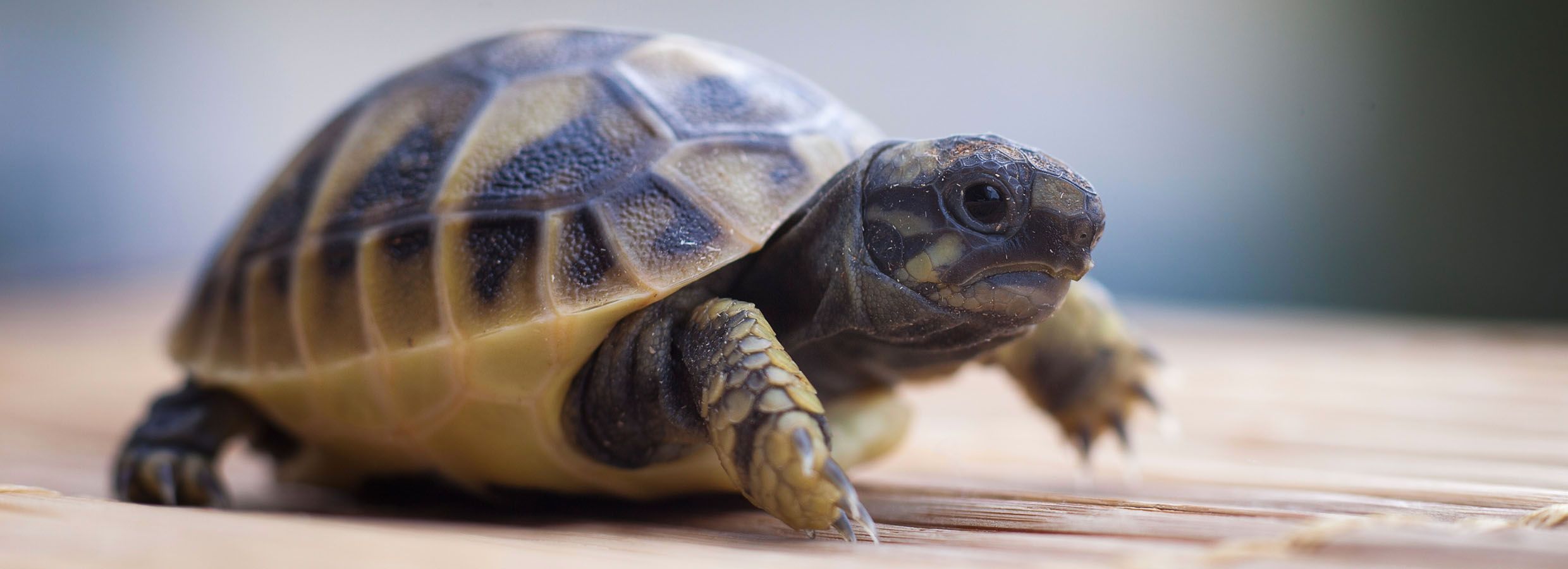 Tortoises as Pets: Care \u0026 Information 