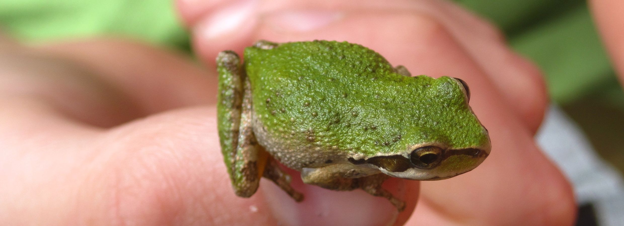 Petsmart store aquatic frogs