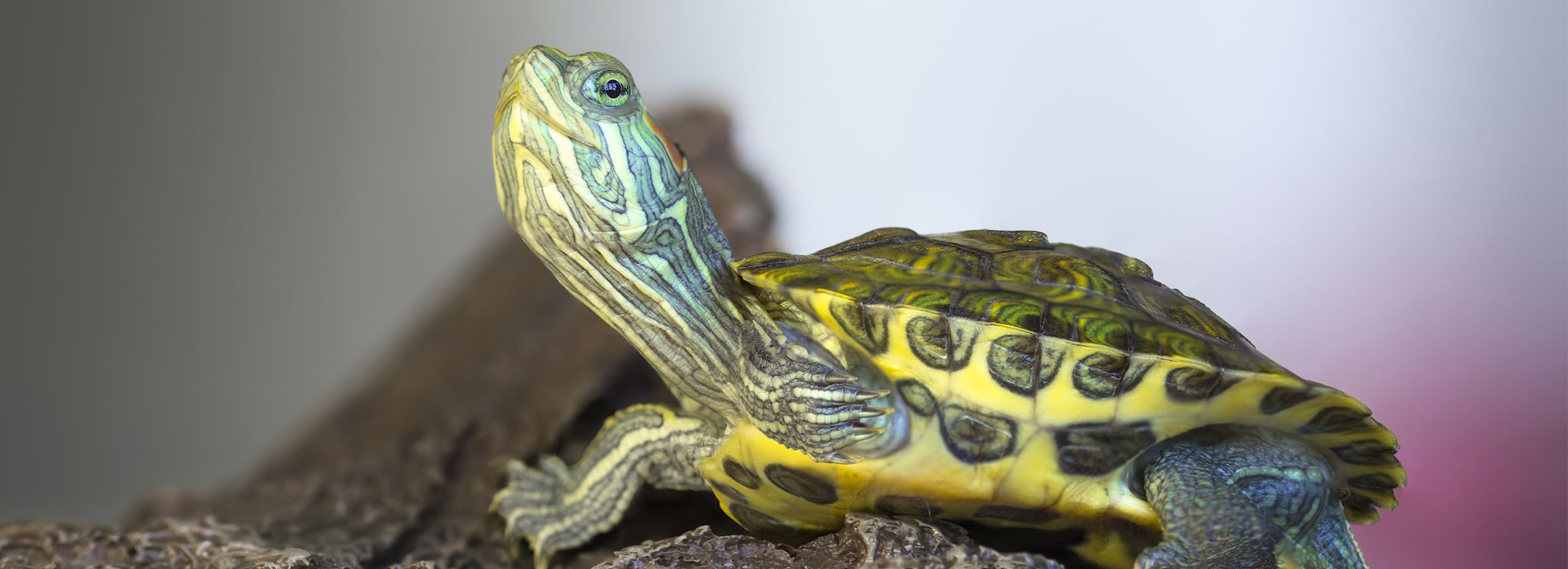 How to Care for a Pet Turtle?  