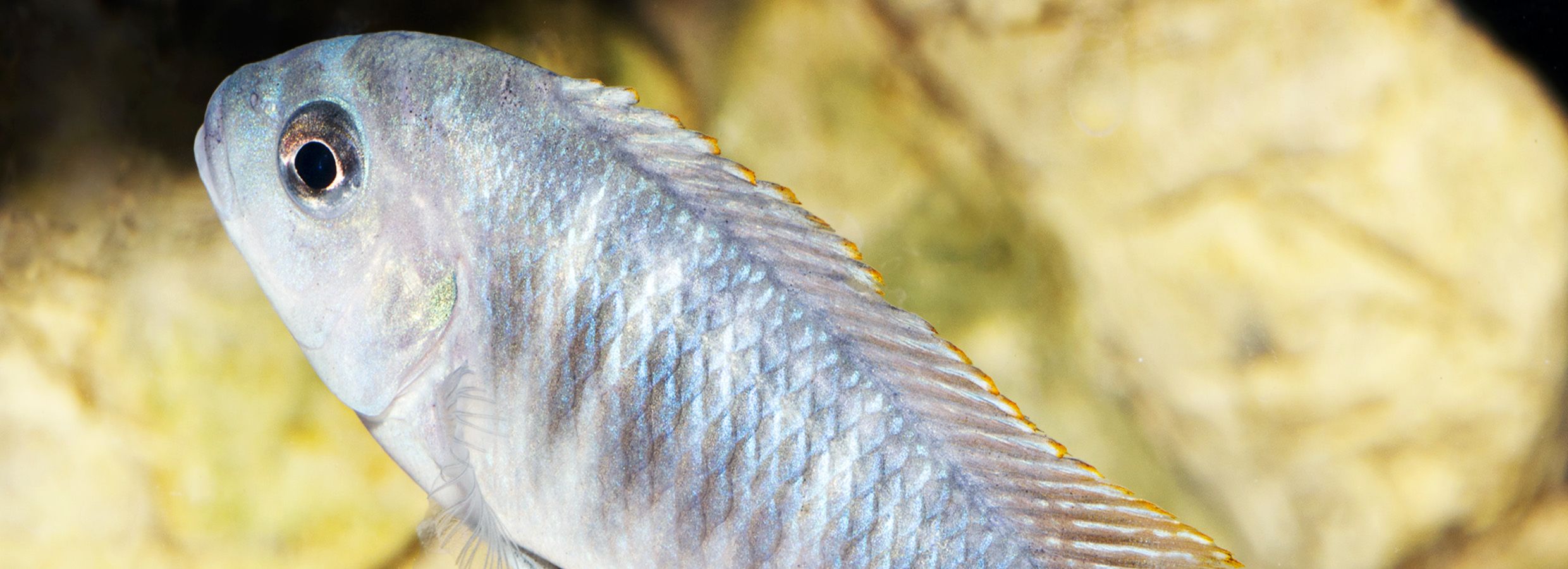 Aquarium Sand White Gravel Fish Tank Substrate for Malawi Cichlid