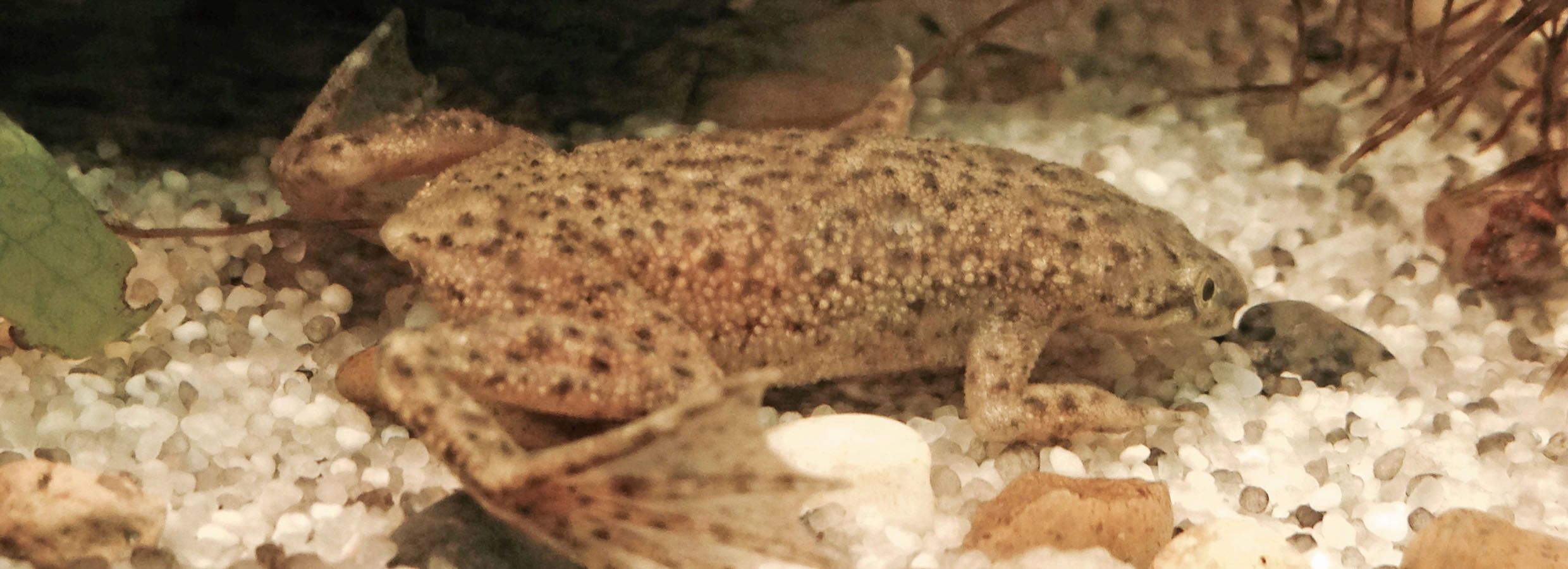 african clawed frog and betta fish