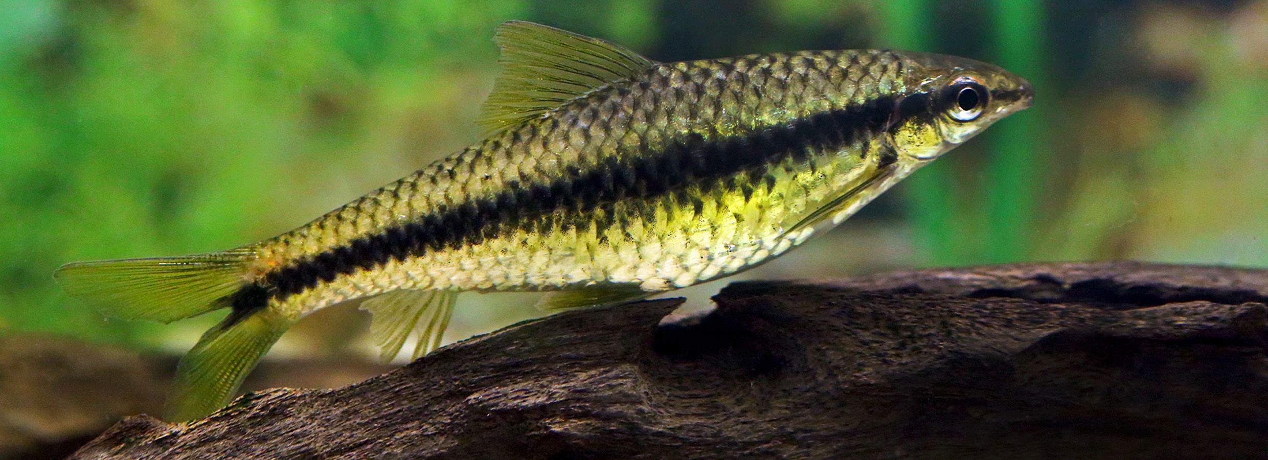 Algae eater outlet fish with goldfish