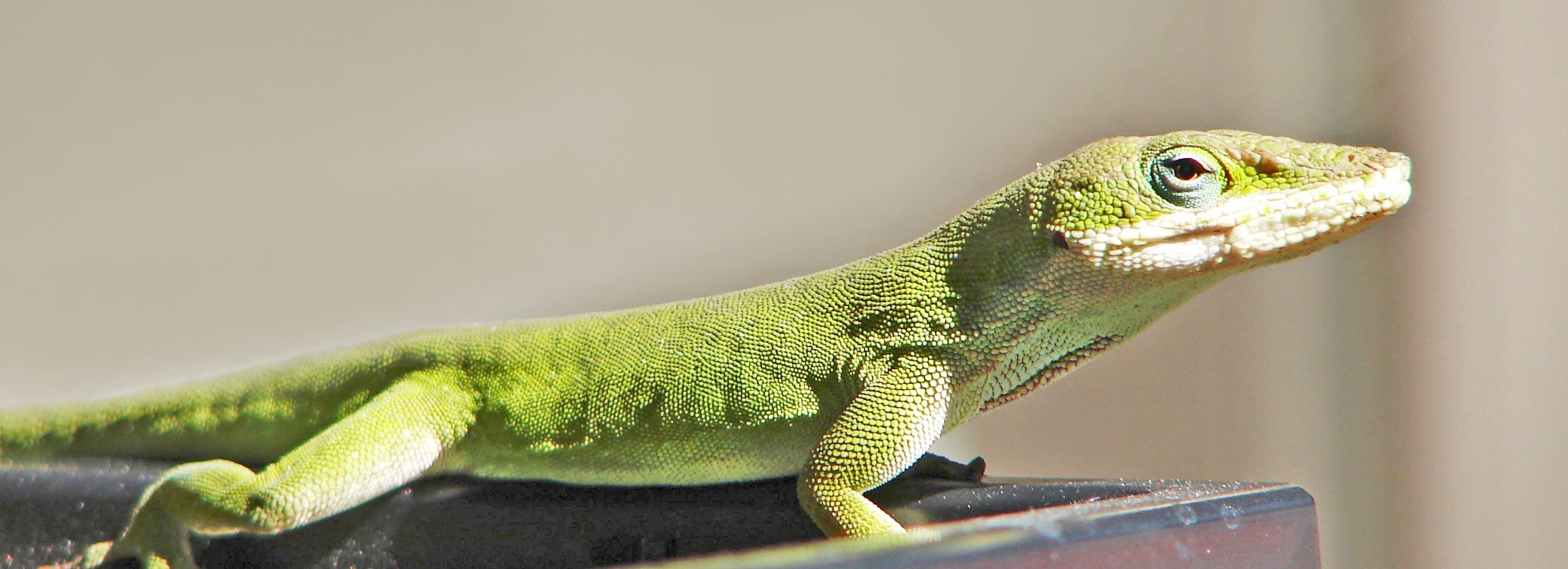 petsmart lizard tank